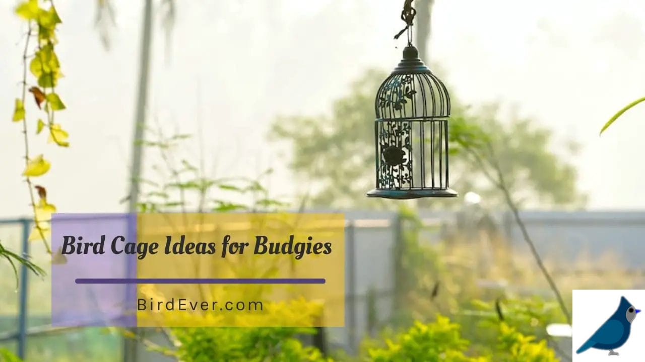 bird cage ideas for budgies