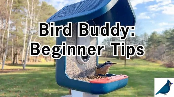 bird feeder beginners tips