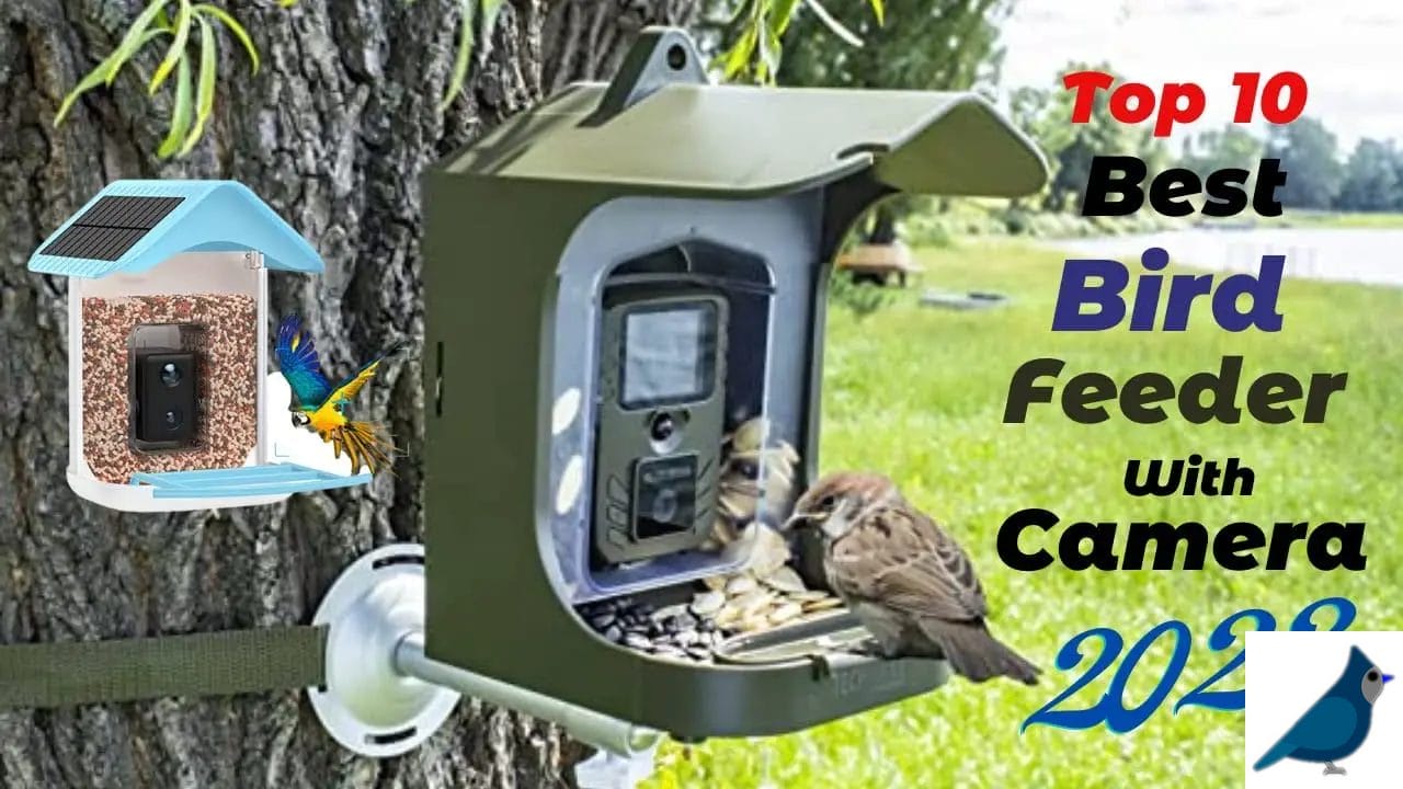 bird feeder with camera