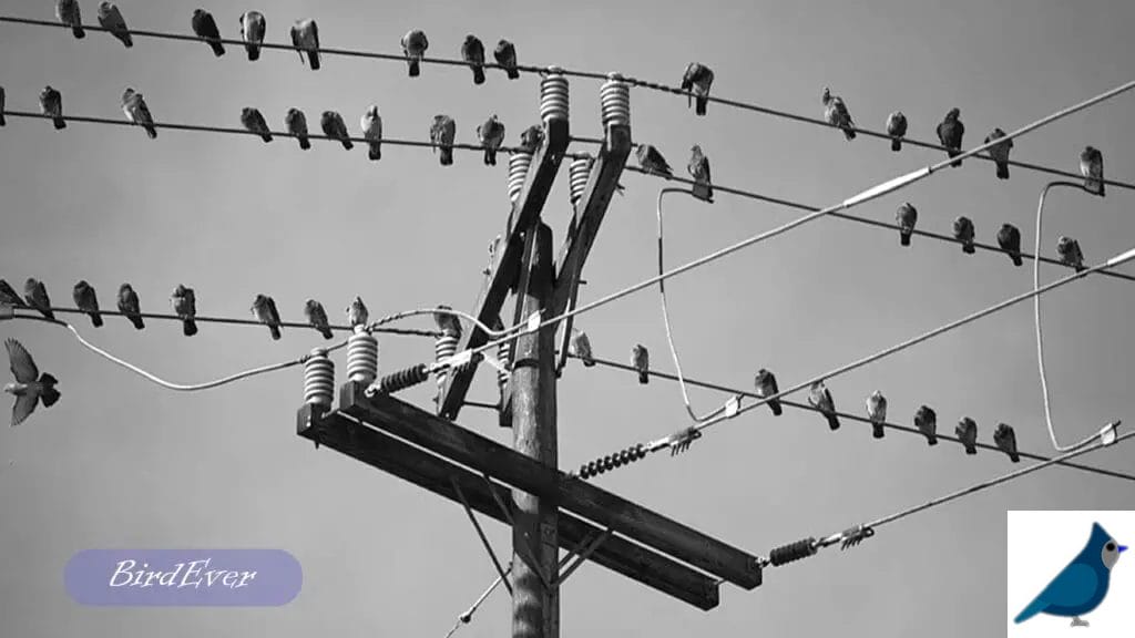 Phenomenon of Birds on Power Lines