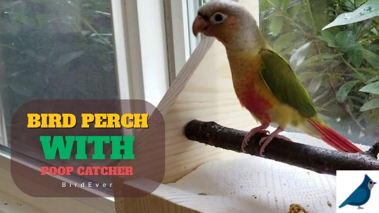 Bird Perch with Poop Catcher