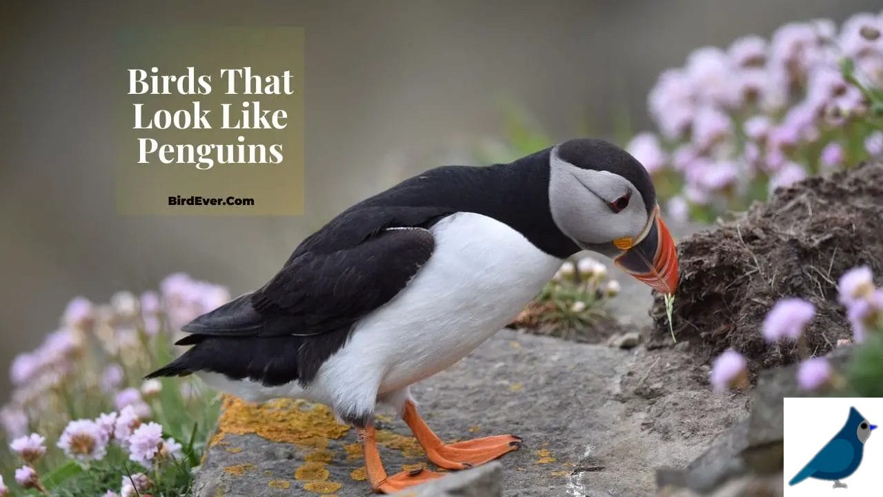 Birds That Look Like Penguins