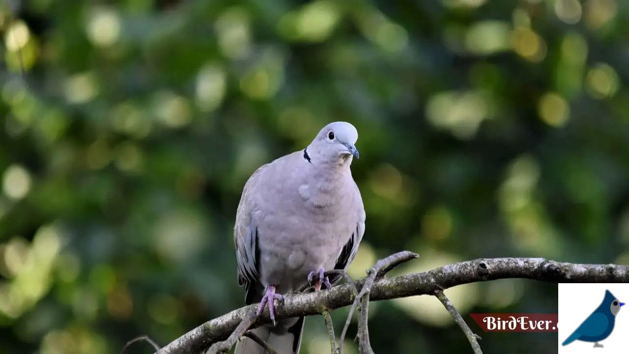 How Do Carrier Pigeons Work