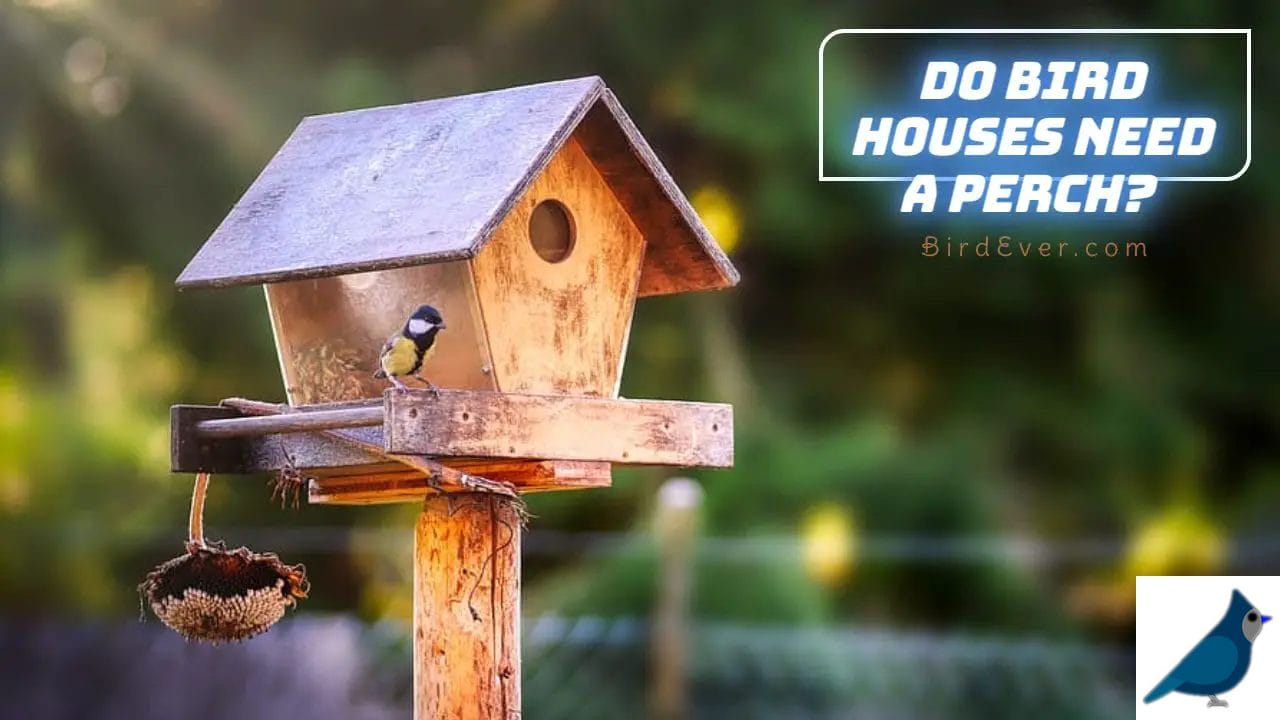 Do Bird Houses Need A Perch