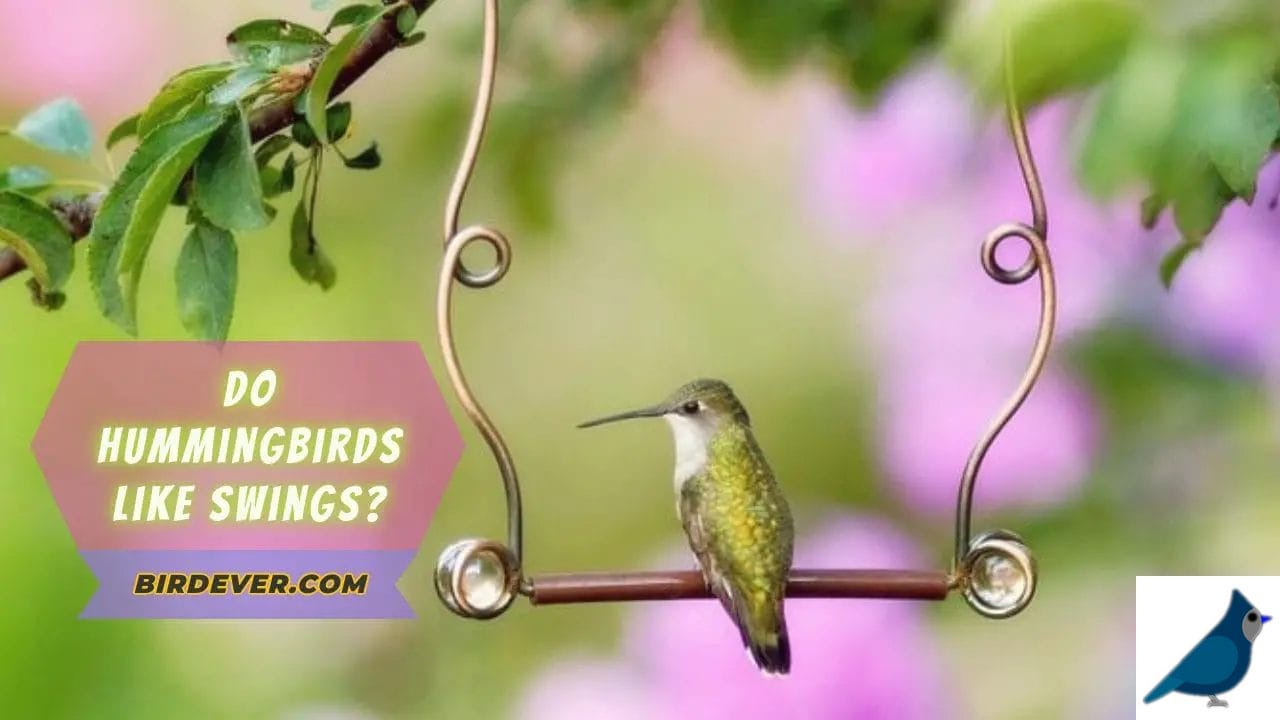 Do Hummingbirds Like Swings