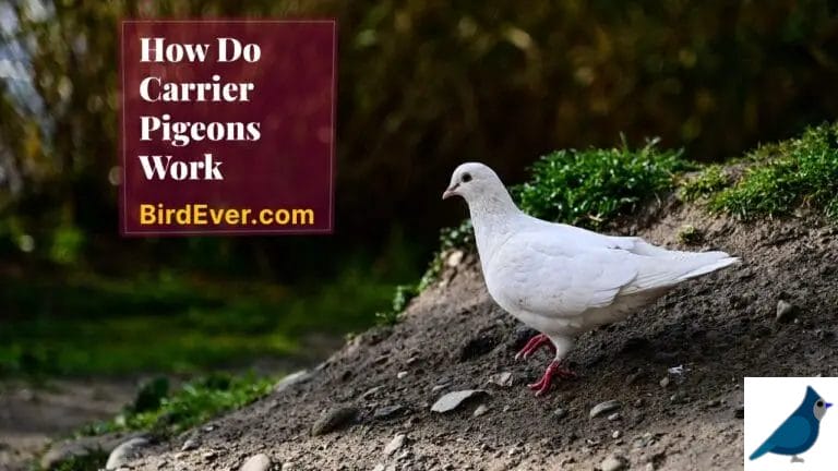 How Do Carrier Pigeons Work? Exploring the Wonders