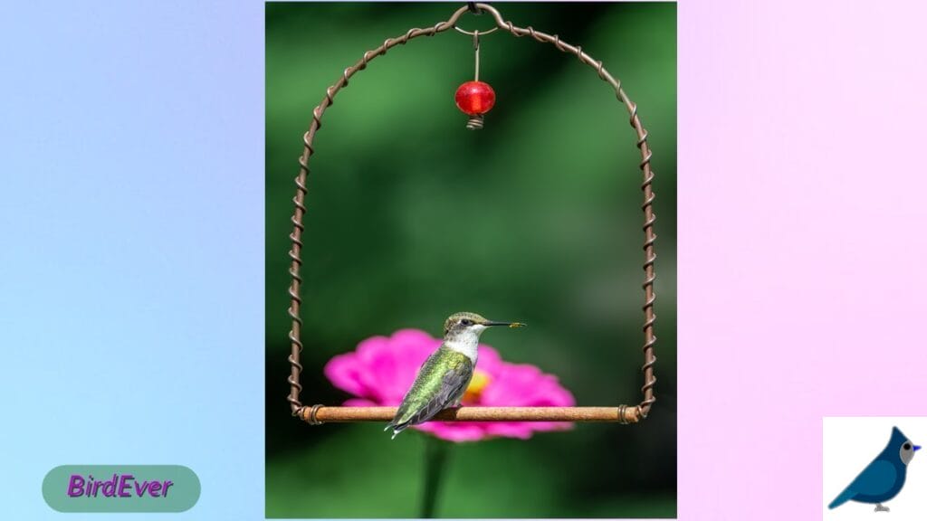 How to Attract Hummingbirds to Swings