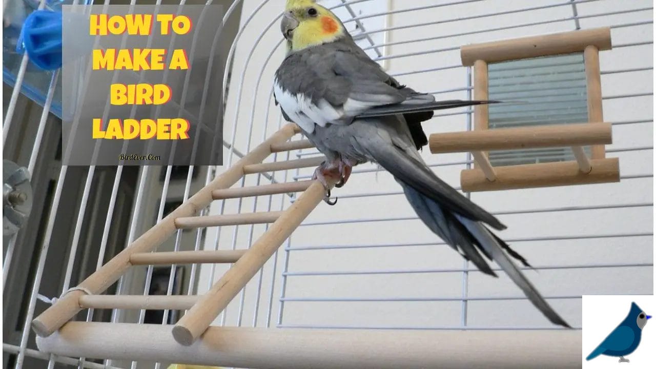 How to Make a Bird Ladder