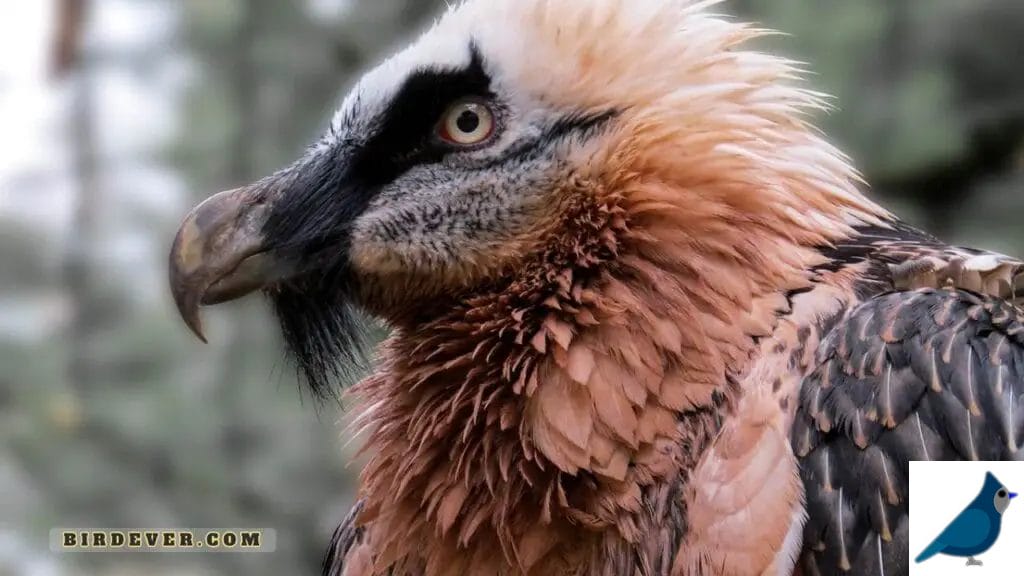 Identifying Dragon-Like Traits in the Bearded Vulture