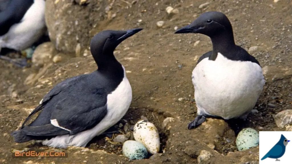 Intriguing Birds that Resemble Penguins