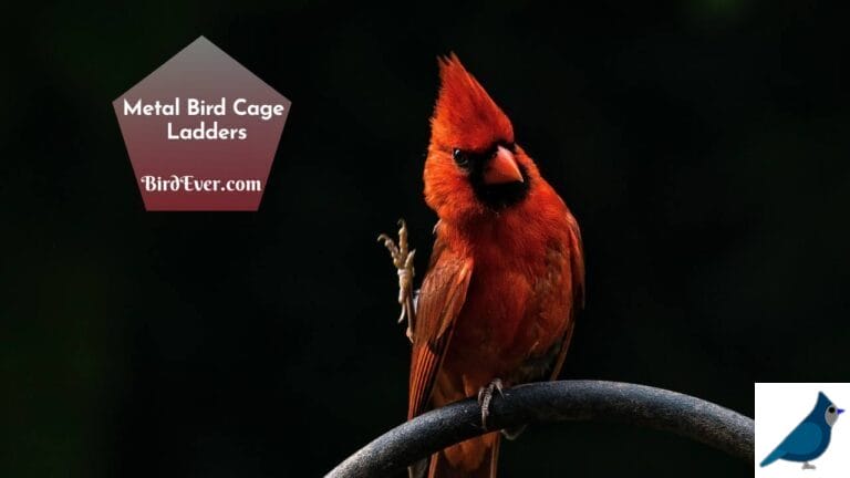 Metal Bird Cage Ladders – Perfect for Your Feathered Friends