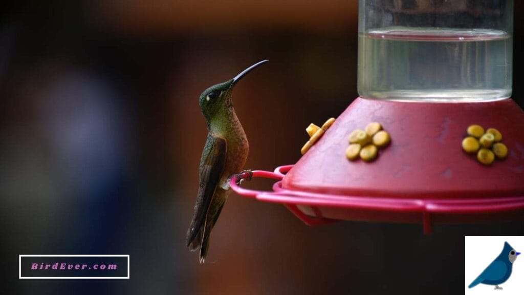 Perches in Hummingbird Feeders