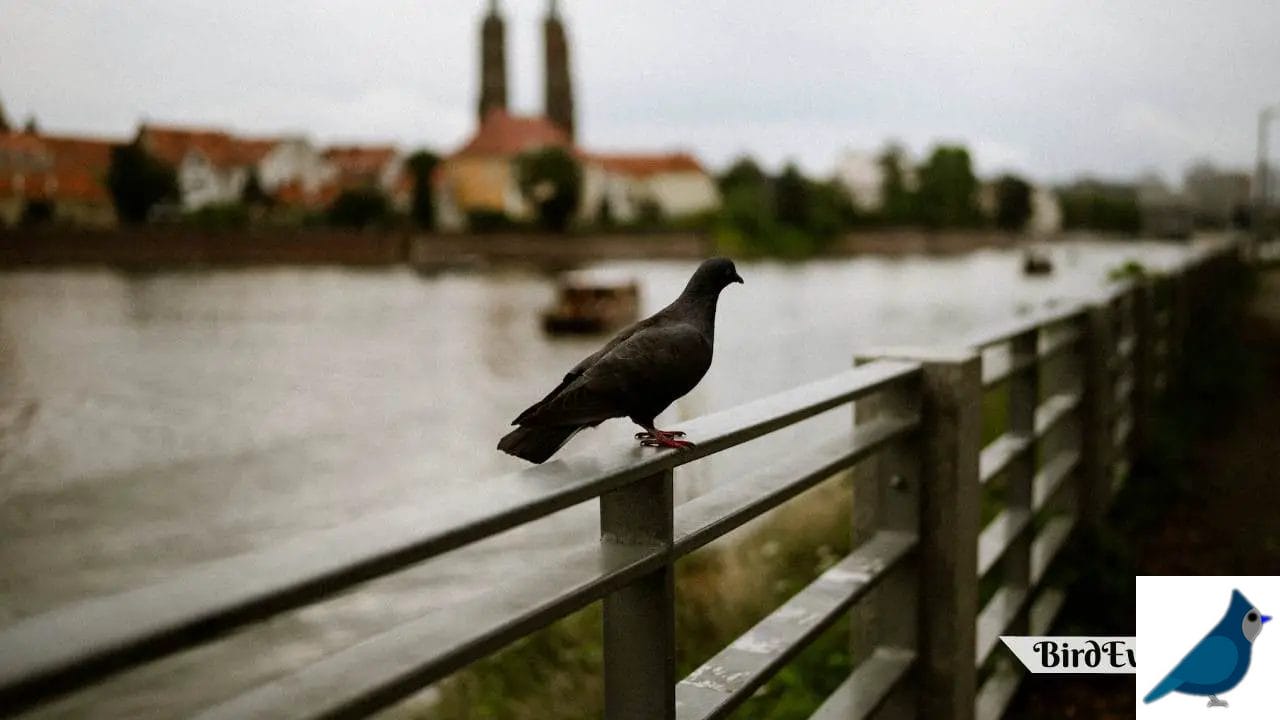 How Do Carrier Pigeons Work