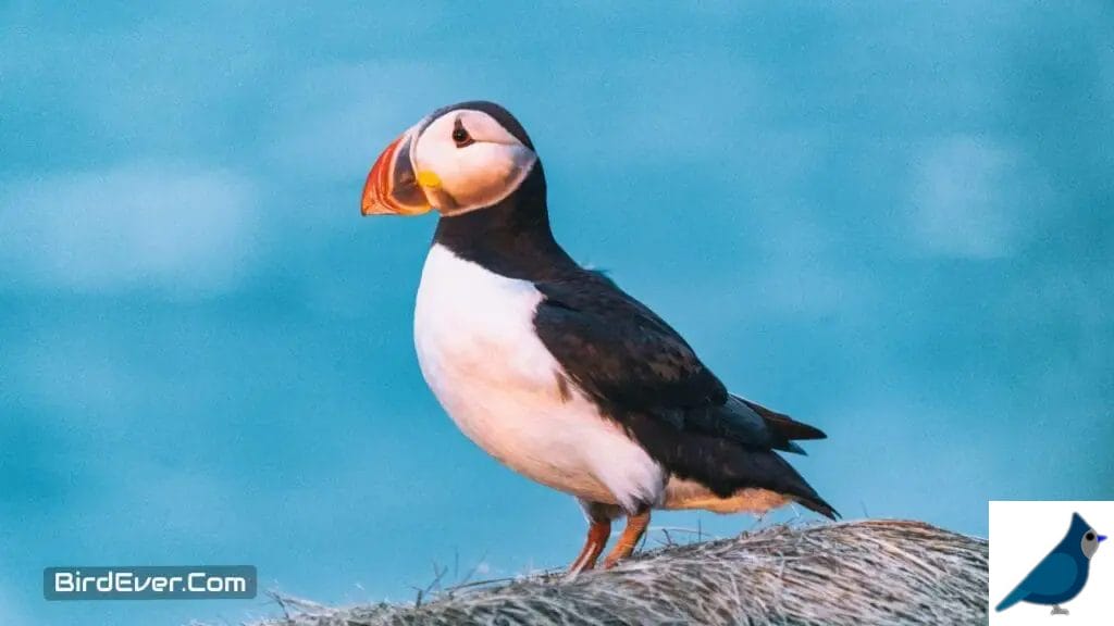 Puffins - Penguins of the Sea