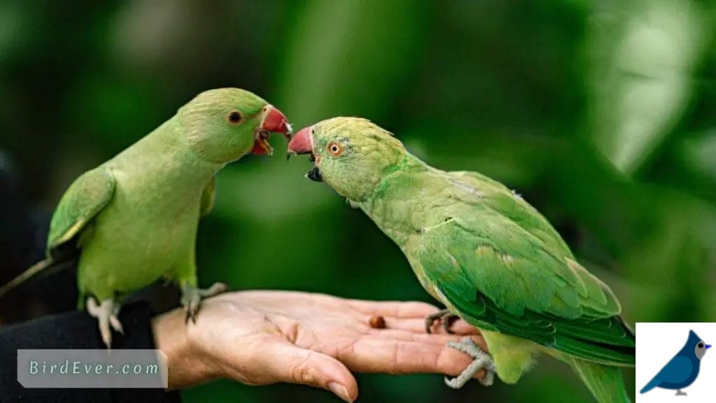 Reasons Behind Parrots Bouncing Up and Down