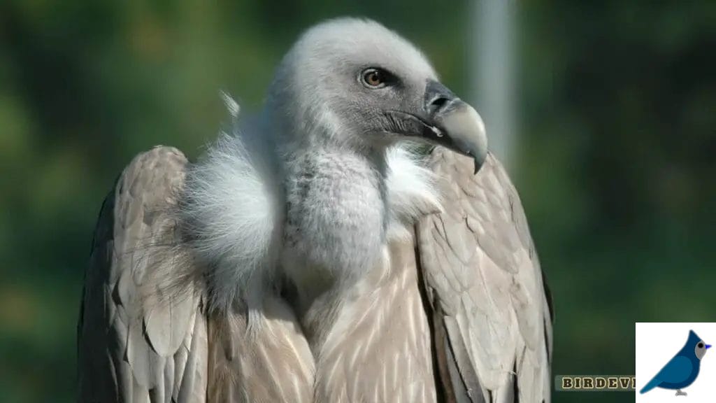 The Fascinating World of Avian Resemblance to Dragons