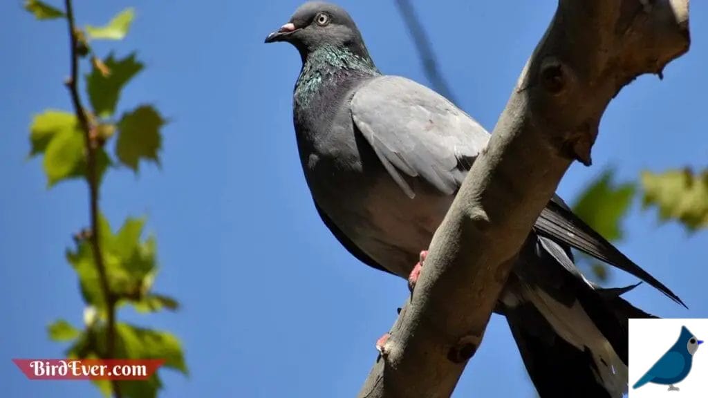 The Future of Pigeon Post