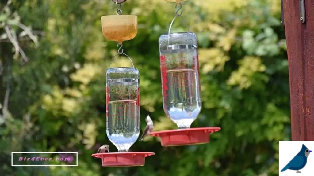 Top Unique Hummingbird Feeders with Perches