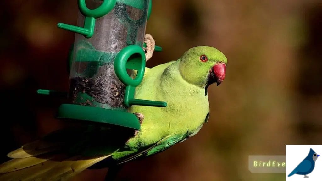 Understanding Parrot Behavior