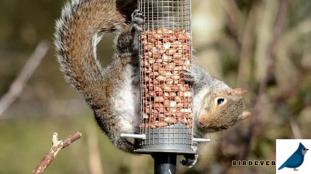 Understanding the Concept of Squirrel-Swinging Bird Feeders