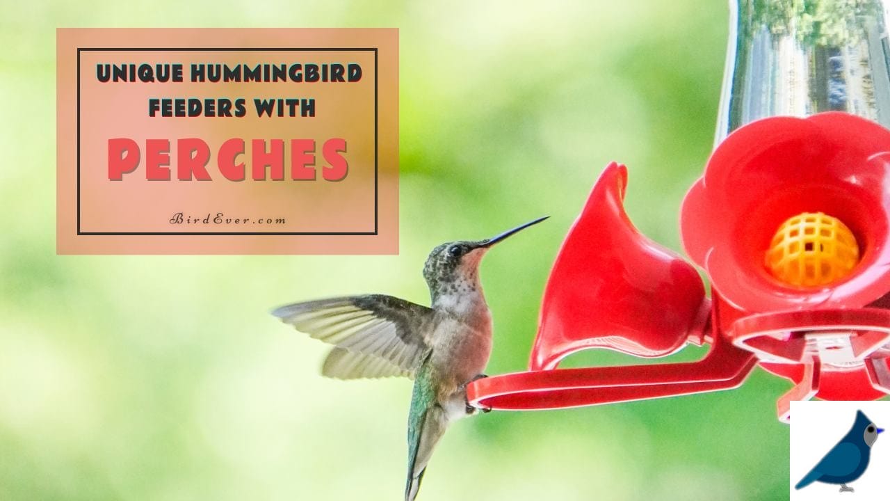 Unique Hummingbird Feeders with Perches