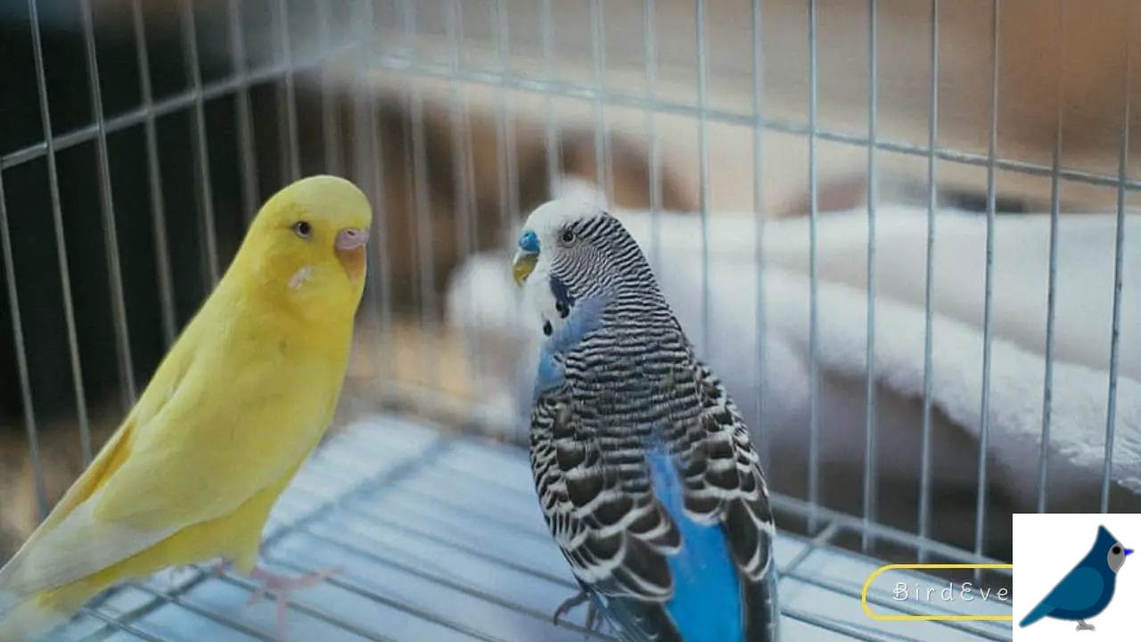 Bird Cage Seed Guard Acrylic A Perfect Addition