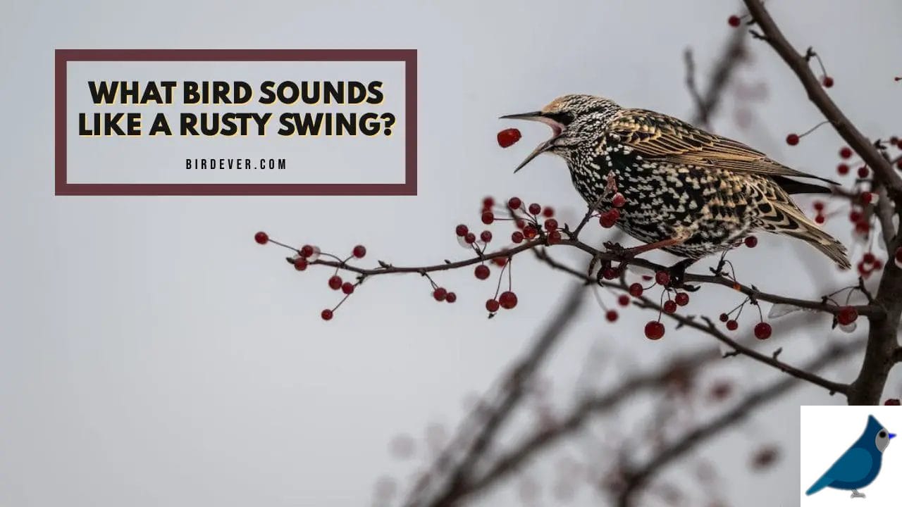 What Bird Sounds Like A Rusty Swing