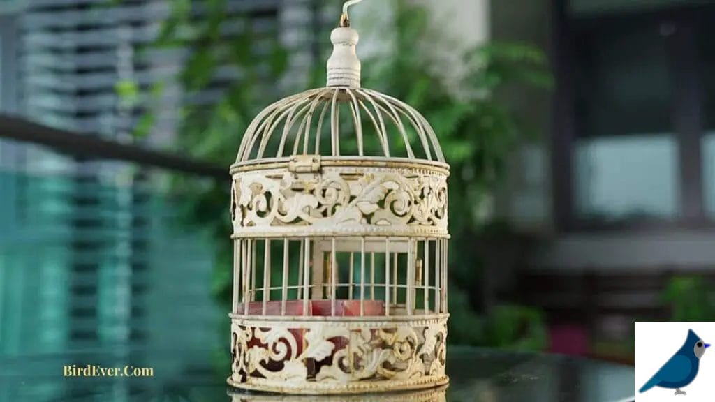 What are the Key Differences Between Bird Cages and Bird Carriers