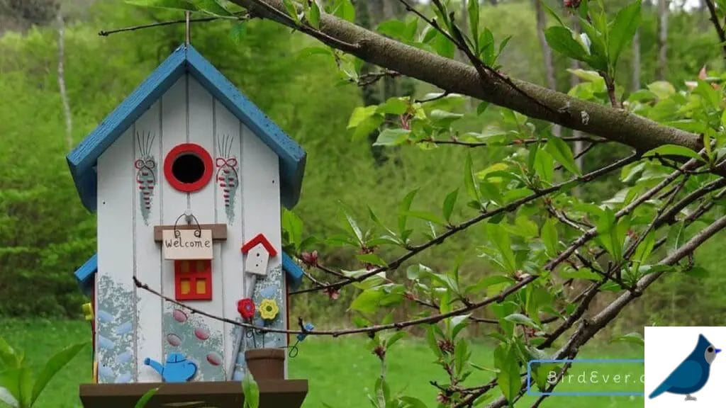 Why Bird Houses Need A Perch