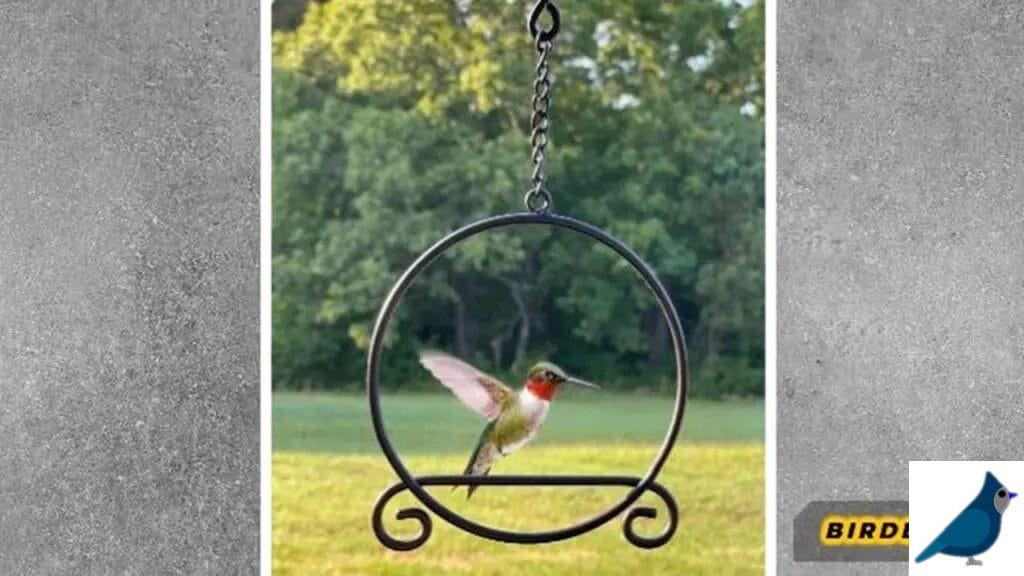 Why-Do-Hummingbirds-Like-Swings