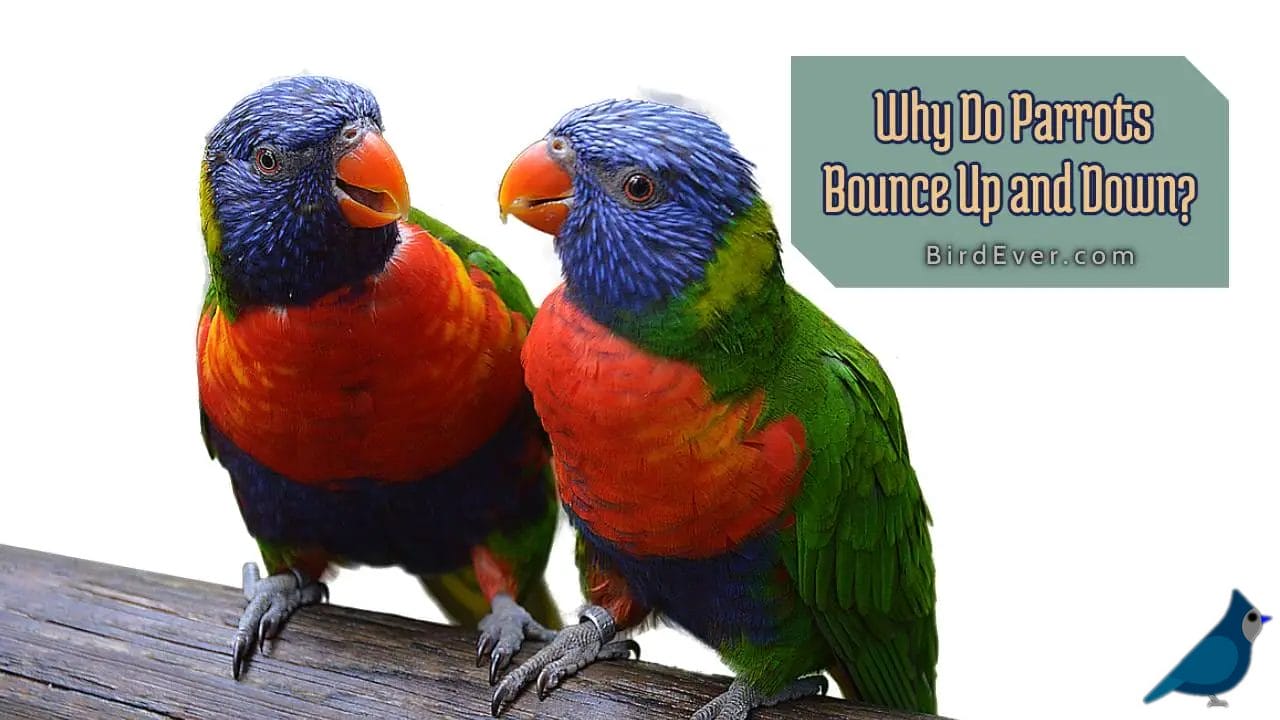 Why Do Parrots Bounce Up and Down