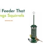 Swing Squirrels Away with Bird Feeders
