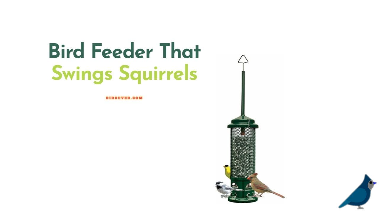 Bird feeder that swings squirrels