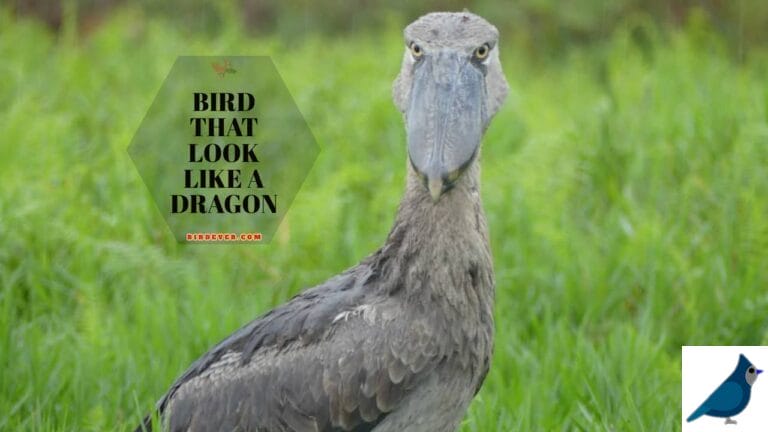 Birds That Look Like a Dragon: Rare and Fascinating Species
