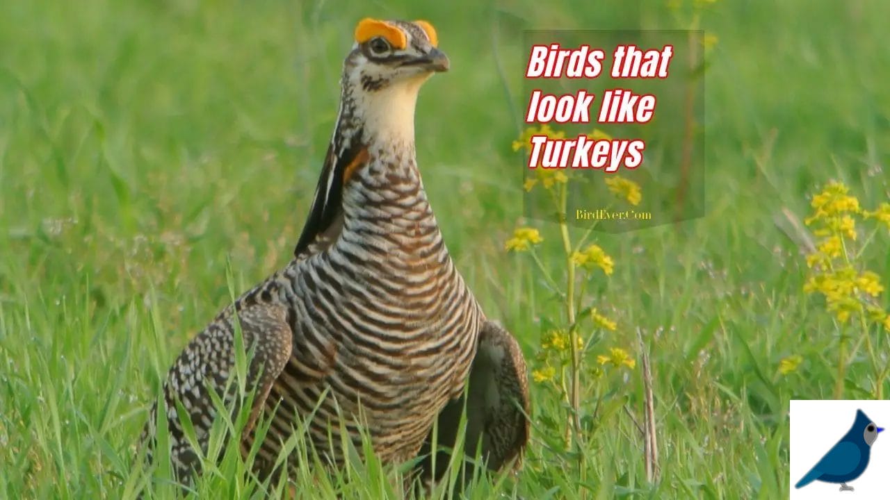 Birds that look like turkeys