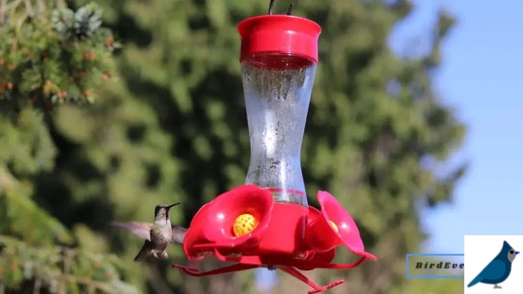hummingbird feeders