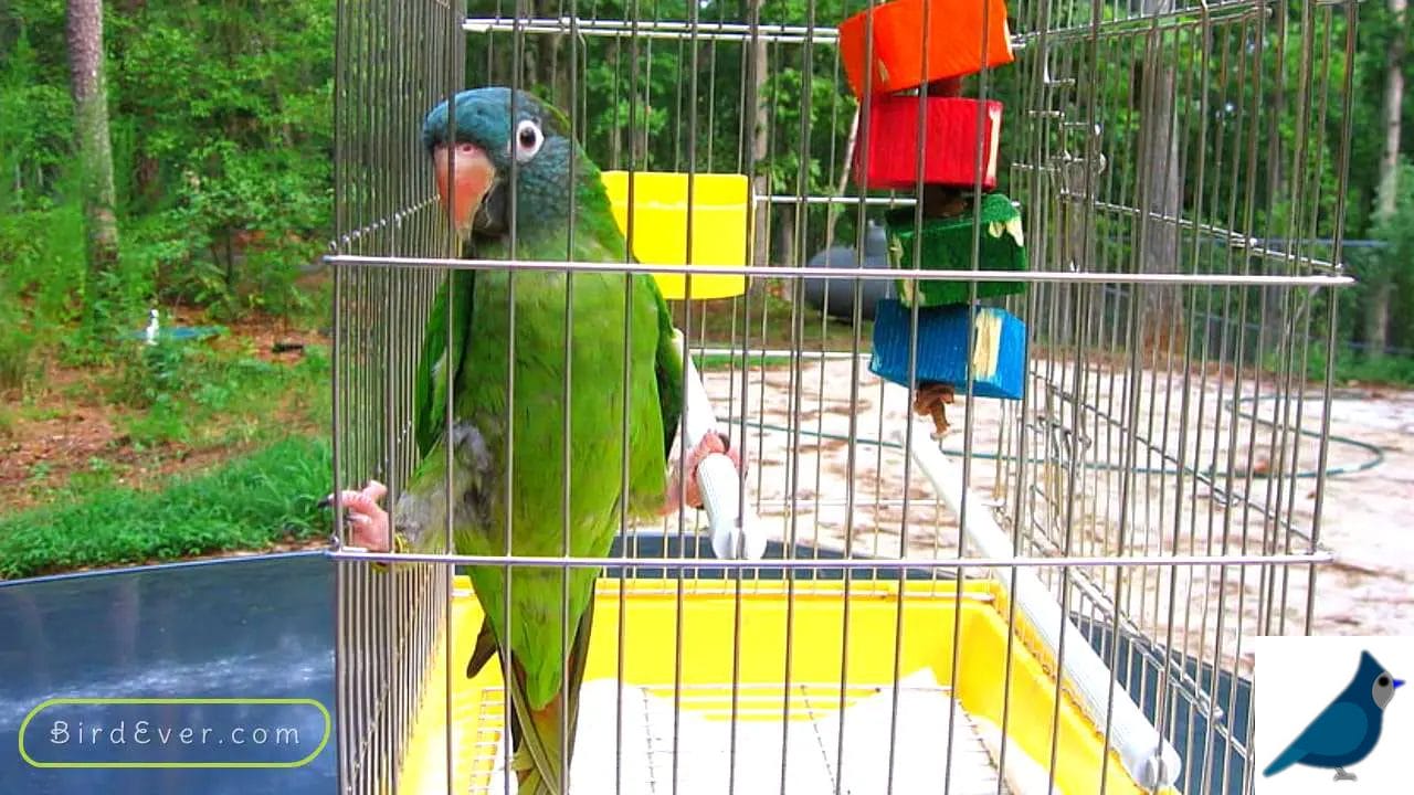 Bird Cage Seed Guard Acrylic A Perfect Addition