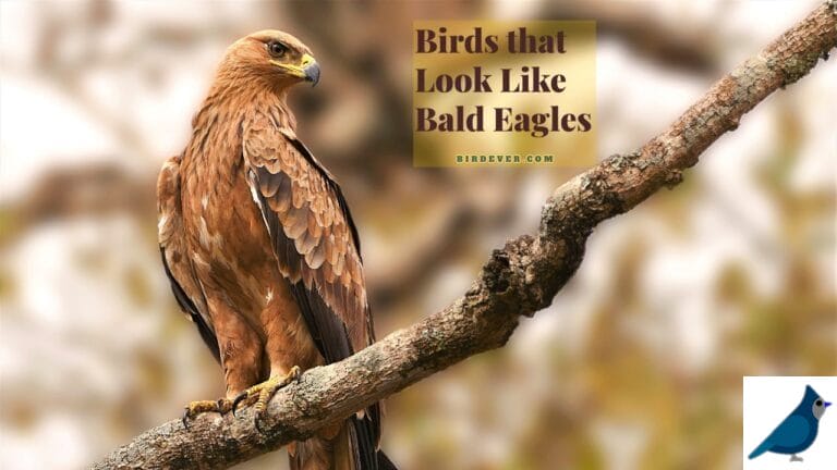Identifying Birds That Look Like Bald Eagles