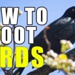 Can I Shoot Birds in My Backyard?