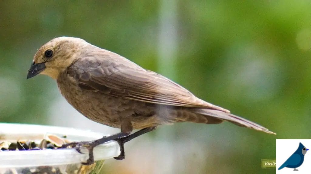 What Birds Looks Like a Female Blackbird