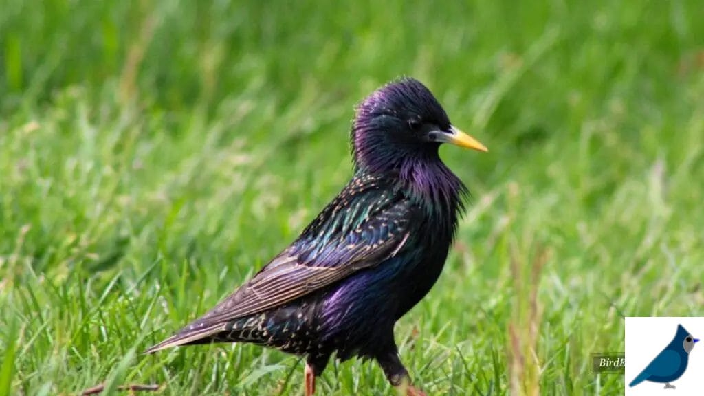 Identifying Key Features of a Female Blackbird