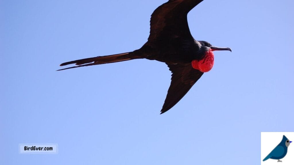 The Magnificent Frigatebird: