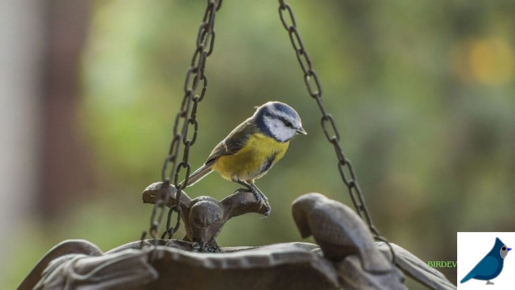 How to Make a Bird Swing at Home