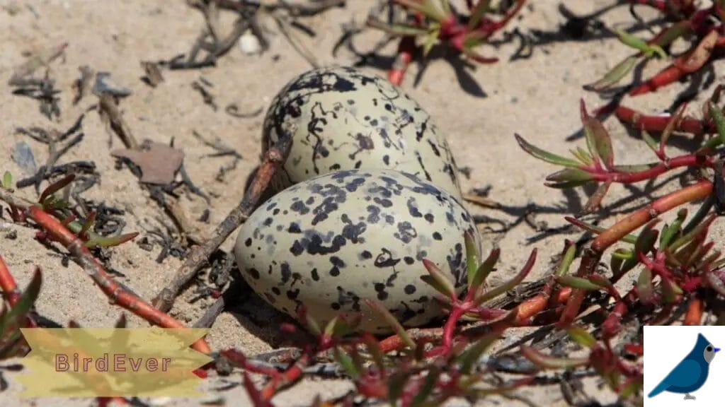 Shorebird Egg