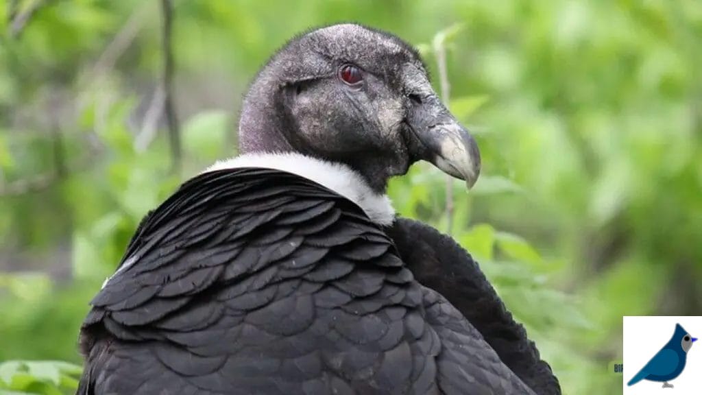 The Andean Condor – A Majestic Prehistoric Survivor