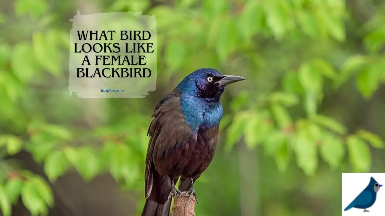 What Bird Looks Like a Female Blackbird