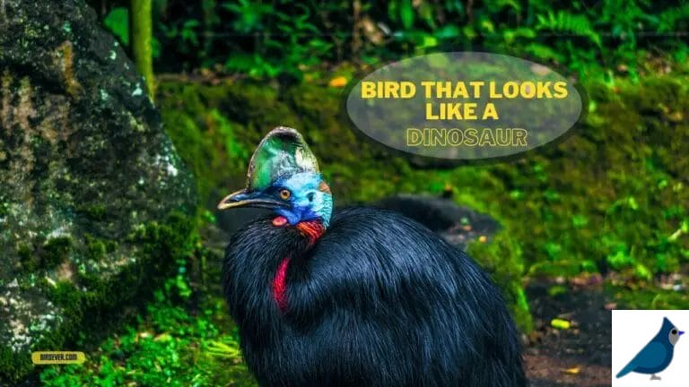 Bird That Look Like a Dinosaur: A Fascinating Discovery