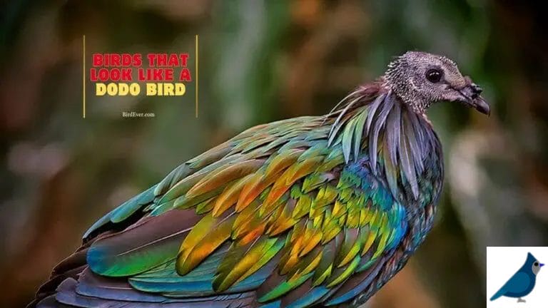 Birds That Look Like a Dodo Bird: Discover Similar Species