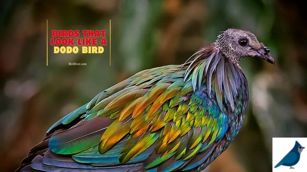 birds that look like a dodo bird
