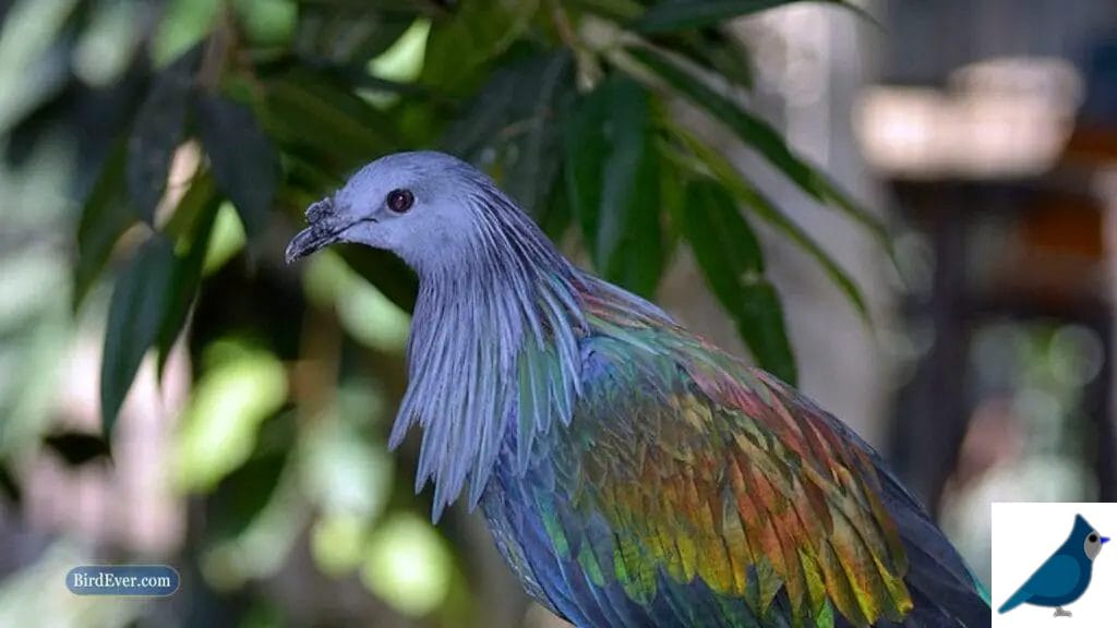 The Nicobar Pigeon: A Dodo look like bird